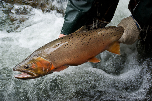 Bear Lake Bonneville Cutthroat Trout